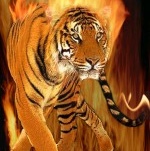 FireTiger.net
