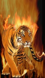 FireTiger.net Logo